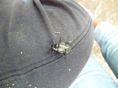 Cypherotylus vicinus