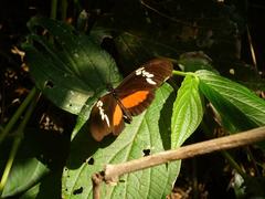 Heliconius hortense