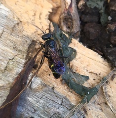 Lestiphorus cockerelli