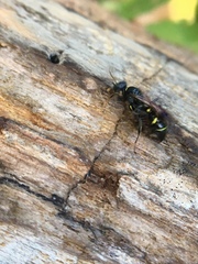 Lestiphorus cockerelli