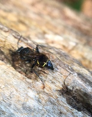 Lestiphorus cockerelli