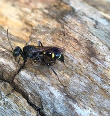 Lestiphorus cockerelli