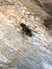 Lestiphorus cockerelli