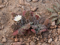 Glyptopleura marginata