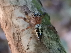 Colopsus ferruginus