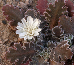 Glyptopleura marginata