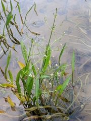 Alisma gramineum