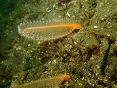 Pennatuloidea