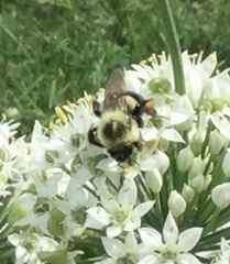 Bombus impatiens