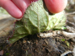 Lichtensteinia latifolia