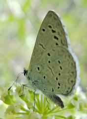 Celastrina echo cinerea