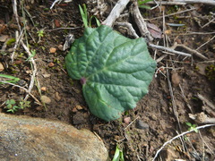 Lichtensteinia latifolia