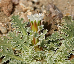 Glyptopleura marginata