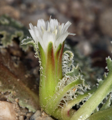 Glyptopleura marginata