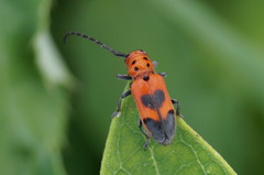 Tetraopes melanurus