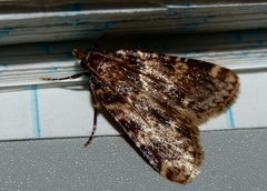 Aglossa caprealis