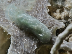 Chromodoris kalawakan