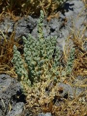 Atriplex coronata coronata