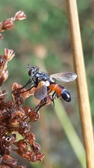 Cylindromyia brassicaria