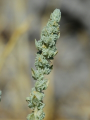 Atriplex coronata coronata