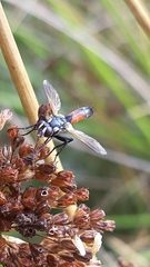 Cylindromyia brassicaria