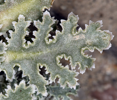 Glyptopleura marginata