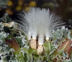 Glyptopleura marginata