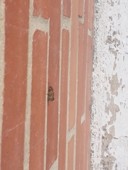 Eristalinus taeniops