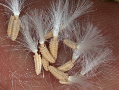 Glyptopleura marginata