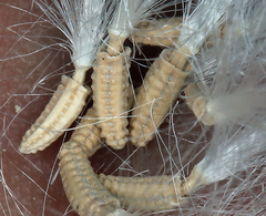 Glyptopleura marginata