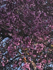 Physocalymma scaberrimum