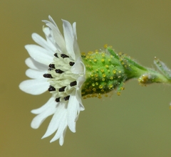 Blepharizonia plumosa