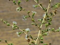 Blepharizonia plumosa