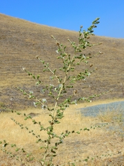 Blepharizonia plumosa