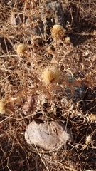 Carlina corymbosa