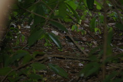 Arremon flavirostris