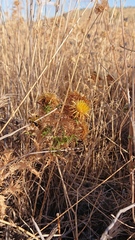 Carlina corymbosa