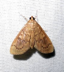 Psara obscuralis