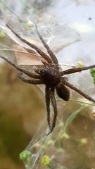 Dolomedes plantarius