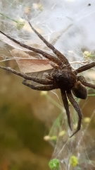 Dolomedes plantarius