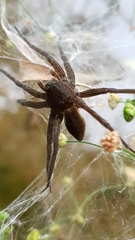 Dolomedes plantarius