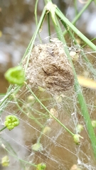 Dolomedes plantarius