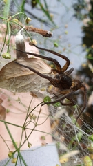 Dolomedes plantarius