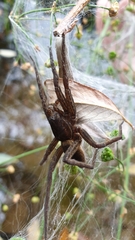 Dolomedes plantarius