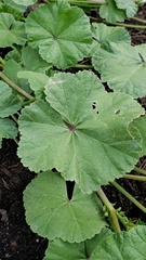 Malva pusilla