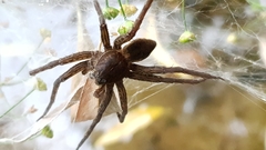 Dolomedes plantarius