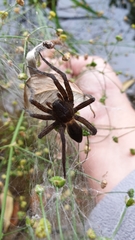 Dolomedes plantarius