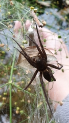 Dolomedes plantarius