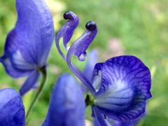Aconitum degenii
