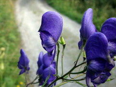 Aconitum degenii